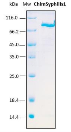 SDS-PAGE analysis (15%) of 2 μL of recombinant biotinylated ChimSyphilis1. Purity is > 95% as determined by gel electrophoresis.